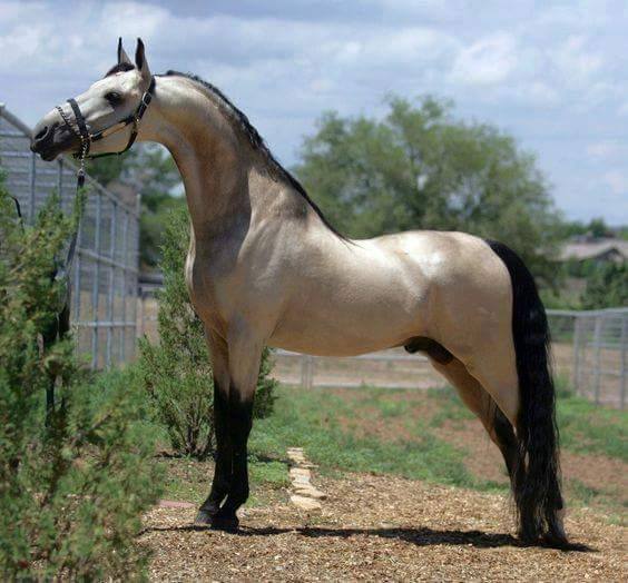 American Saddlebred